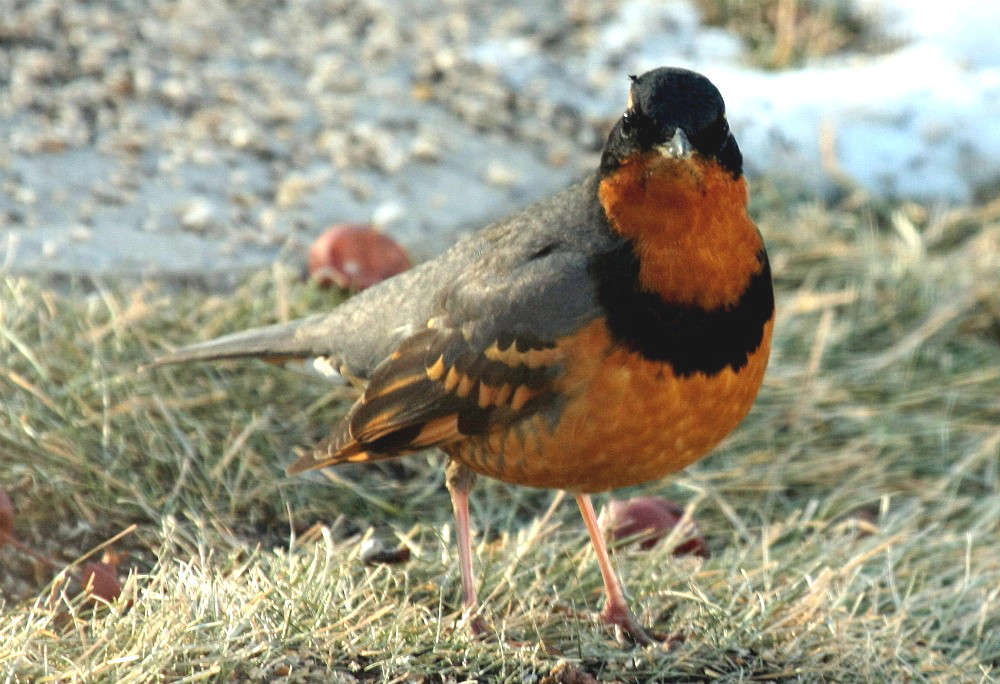 Varied Thrush