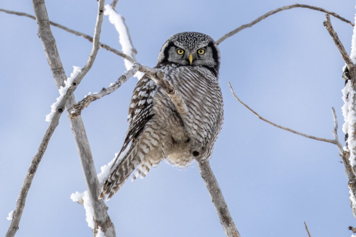 Northern Hawk Owl