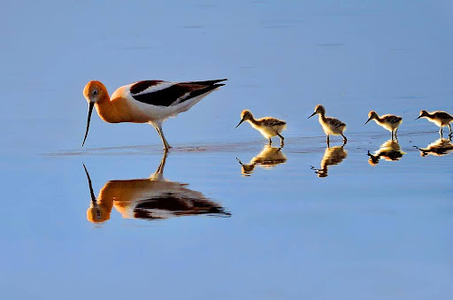 American Avocet