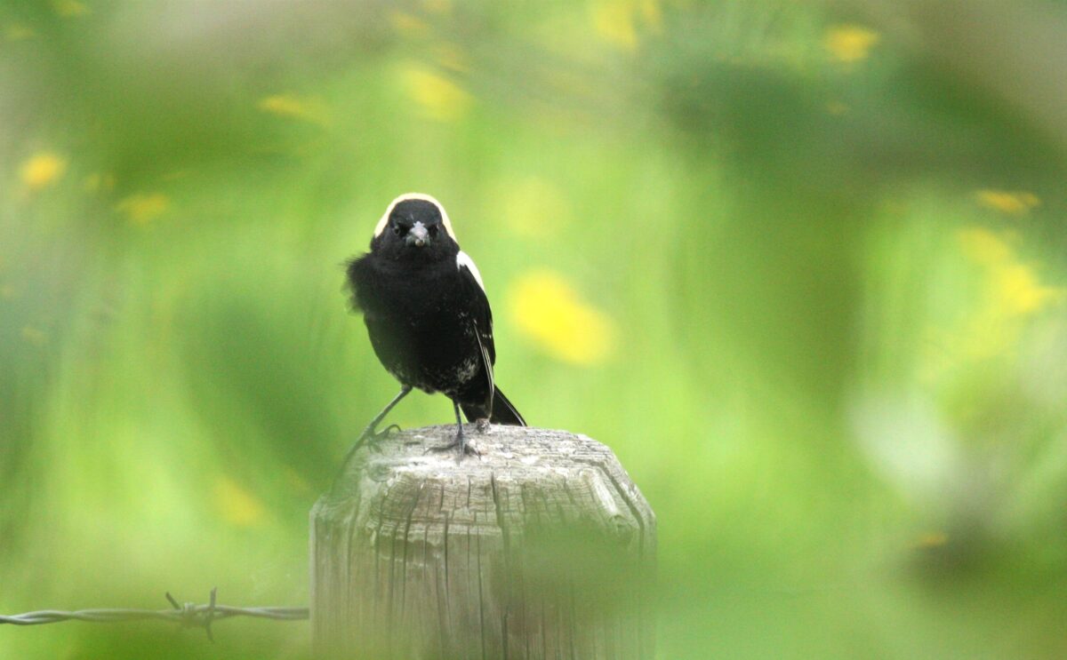 Bobolink