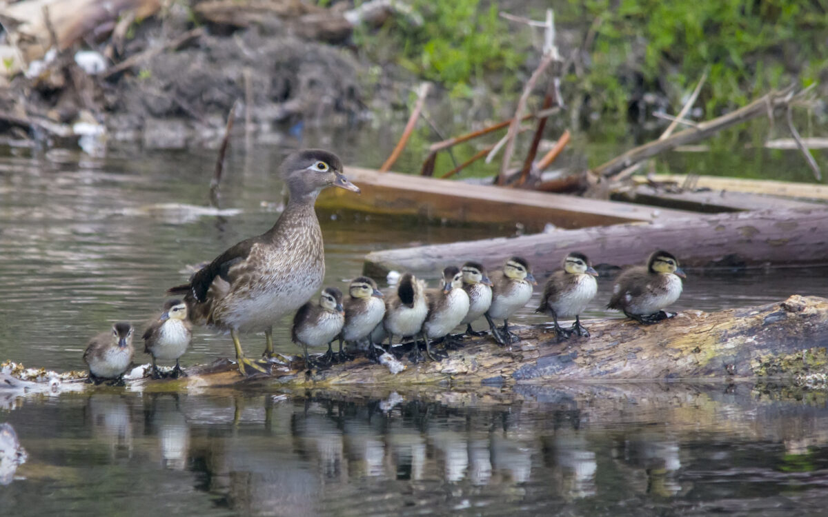 Wood Duck