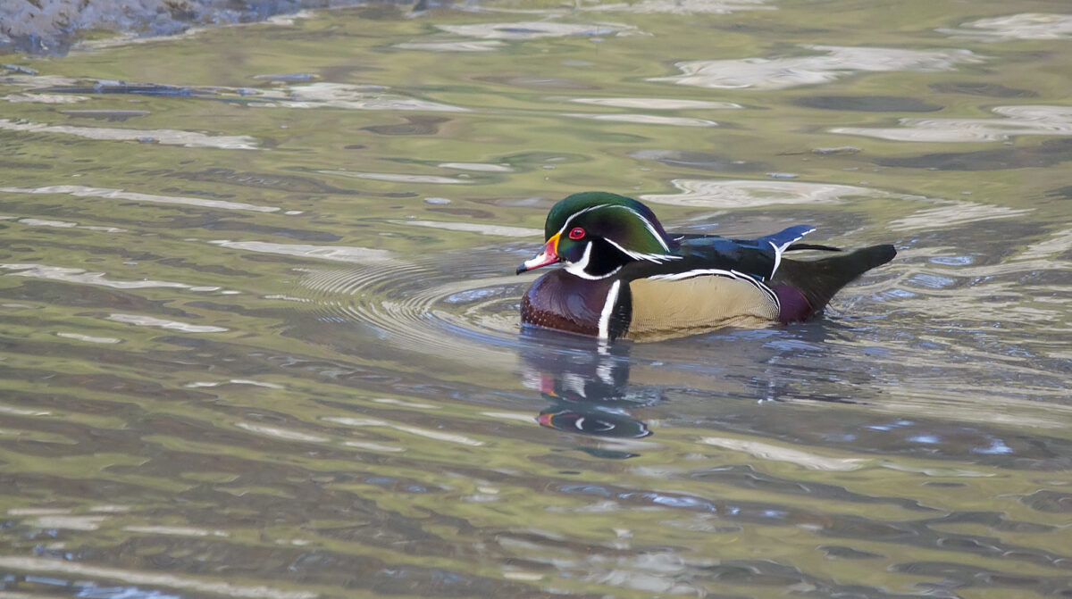 Wood Duck