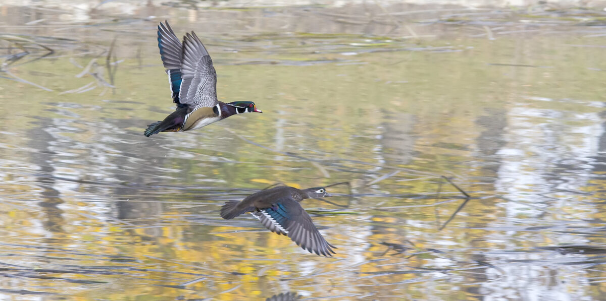 Wood Duck