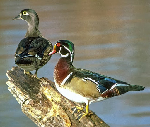 Wood Duck
