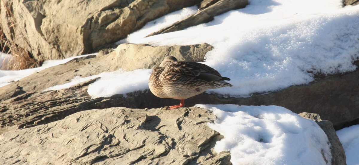 IMG_3225-crop.webp